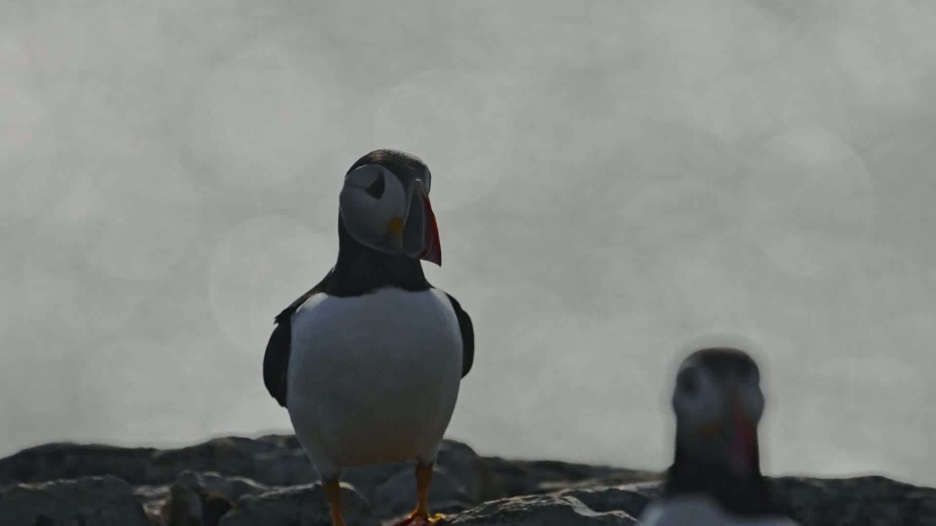 Atlantic Puffin in Sunlight