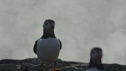 Atlantic Puffin in Sunlight frame 1