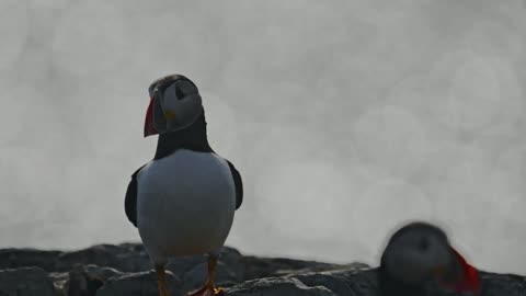 Atlantic Puffin in Sunlight frame 2