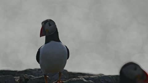 Atlantic Puffin in Sunlight frame 3