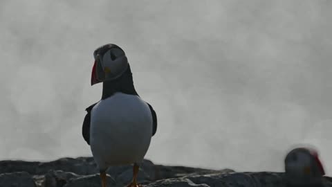 Atlantic Puffin in Sunlight frame 4