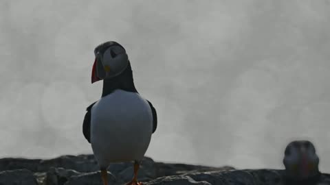 Atlantic Puffin in Sunlight frame 5