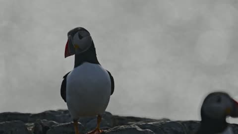 Atlantic Puffin in Sunlight frame 6