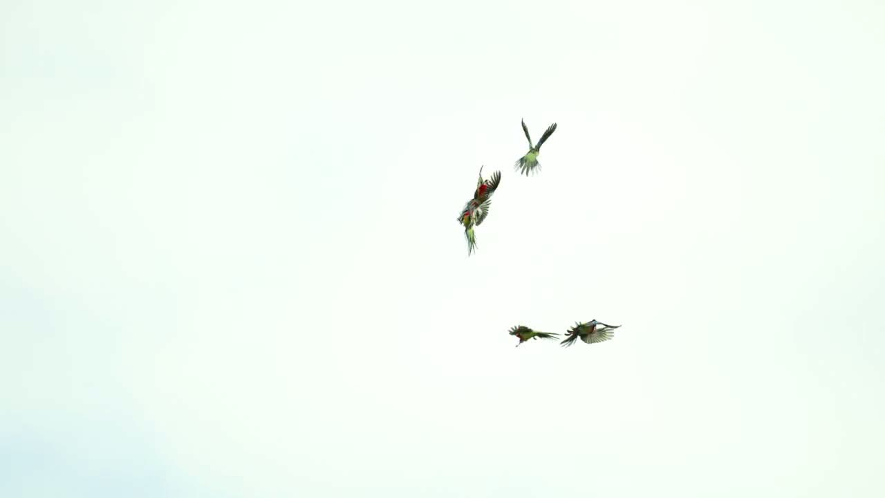 Eastern Corellas