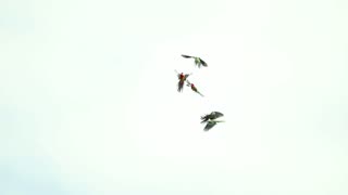 Eastern Corellas frame 1