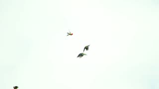 Eastern Corellas frame 2