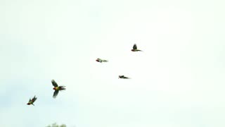 Eastern Corellas frame 3