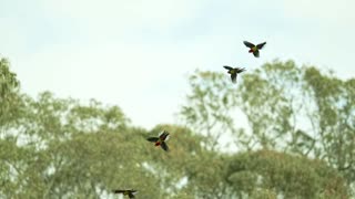 Eastern Corellas frame 4