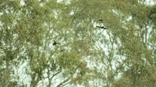 Eastern Corellas frame 5