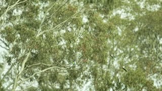 Eastern Corellas frame 6