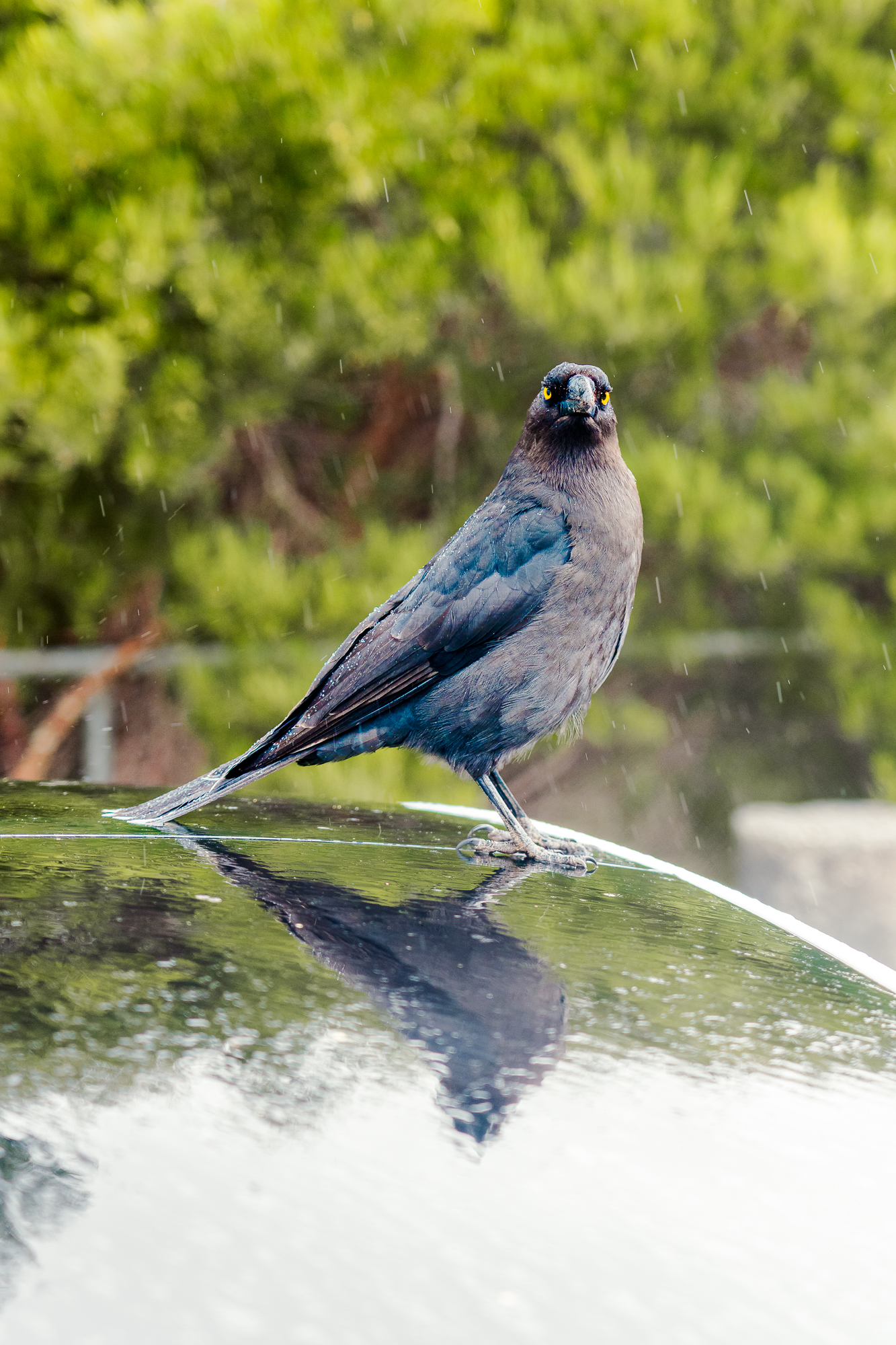 Currawong