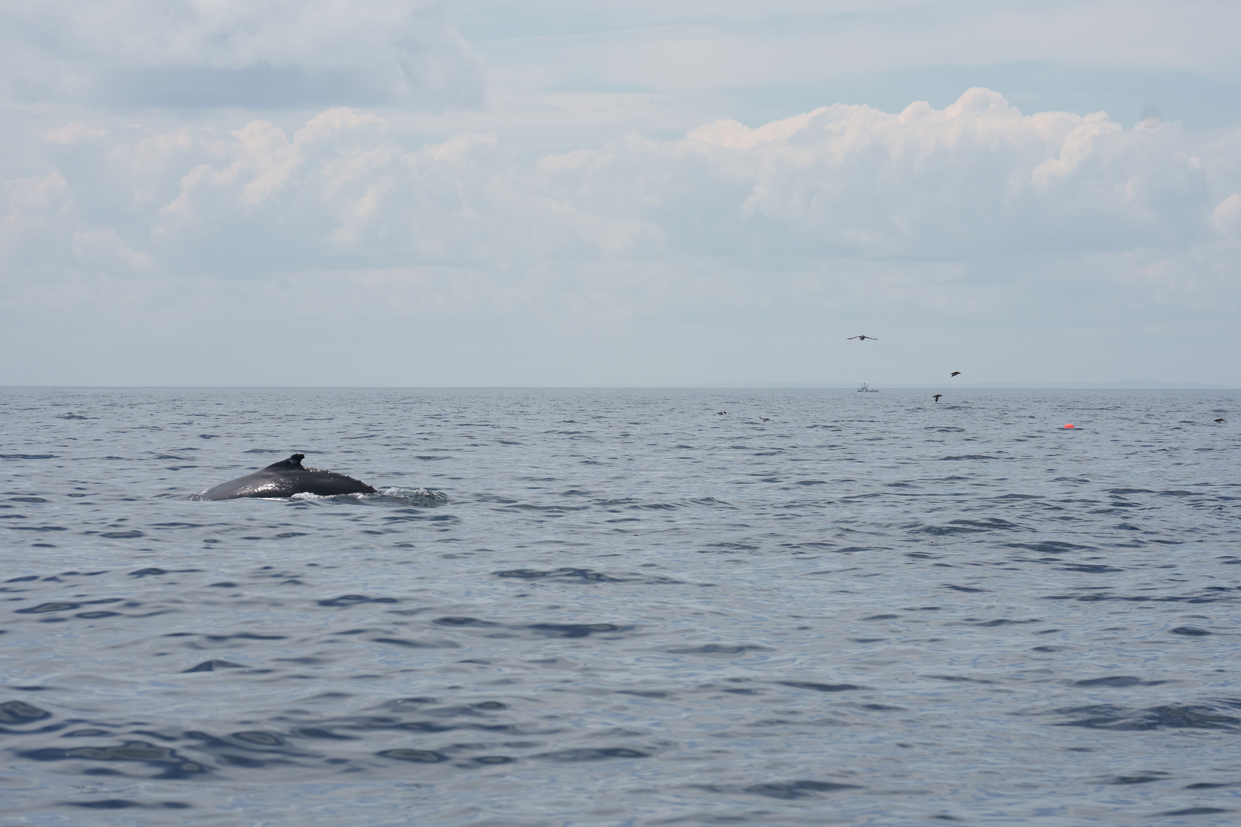 Humpback With Puffins