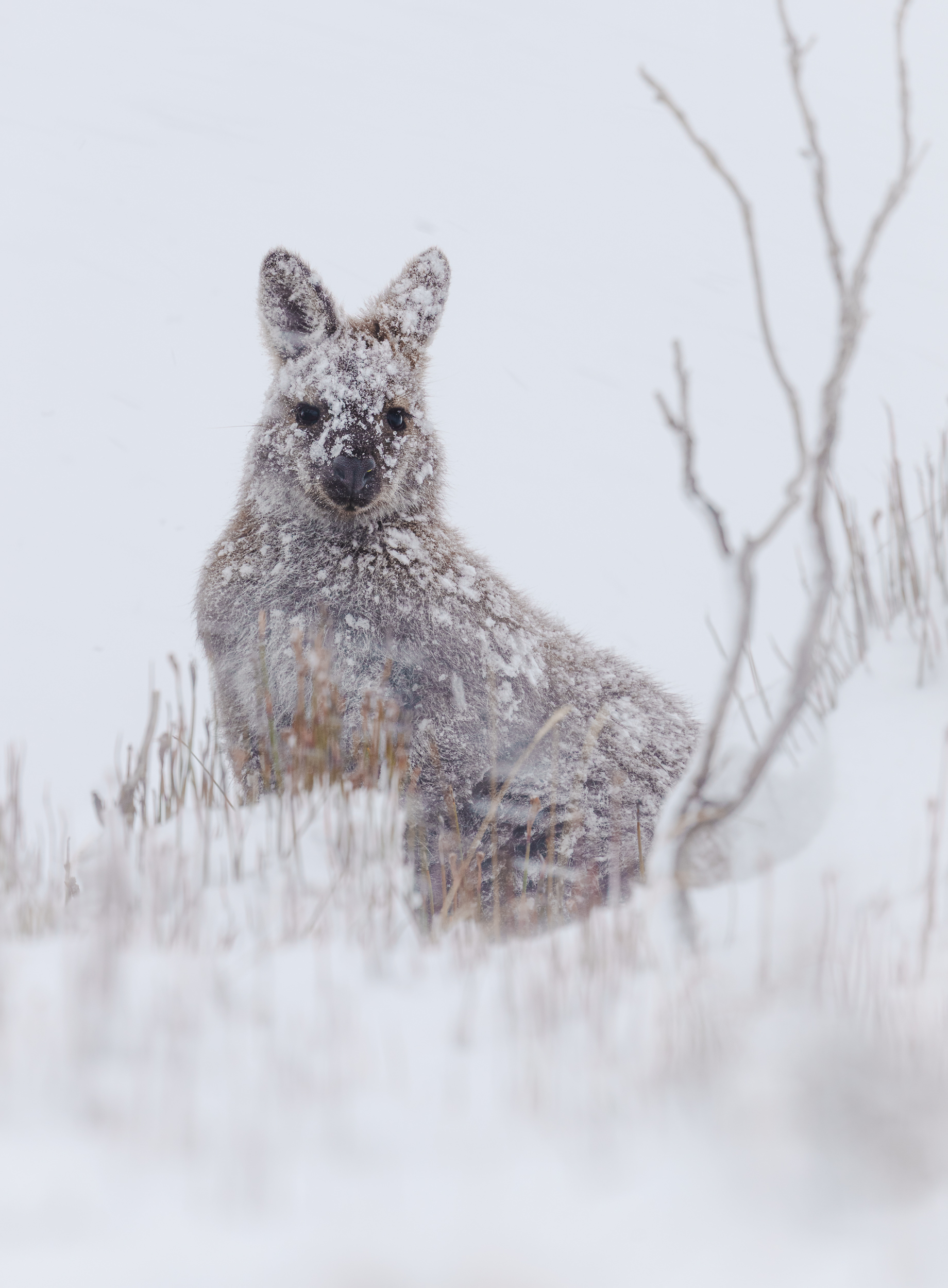 Wilderness and Wildlife