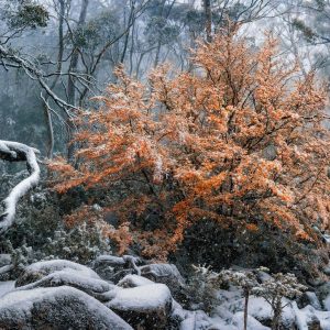 Introduction to Post-Processing (Online)