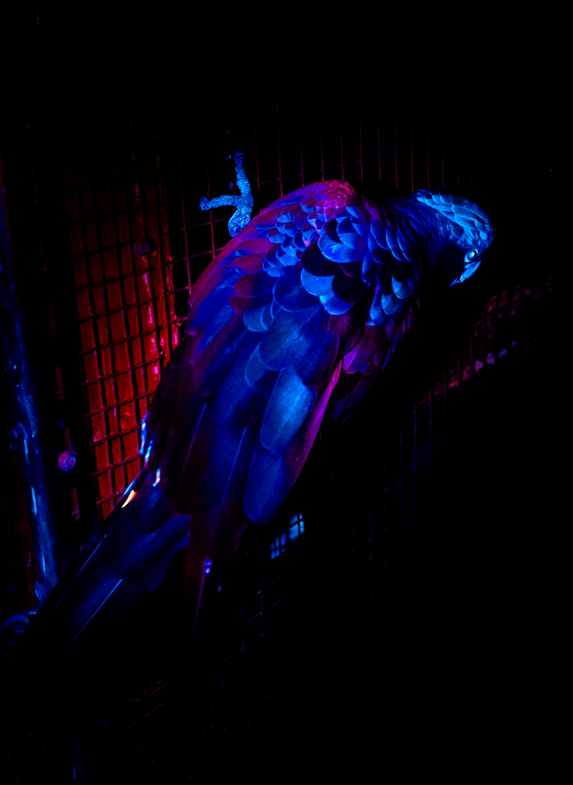 Black Cockatoo