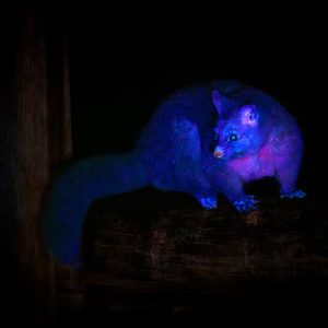 Brushtail Possum I
