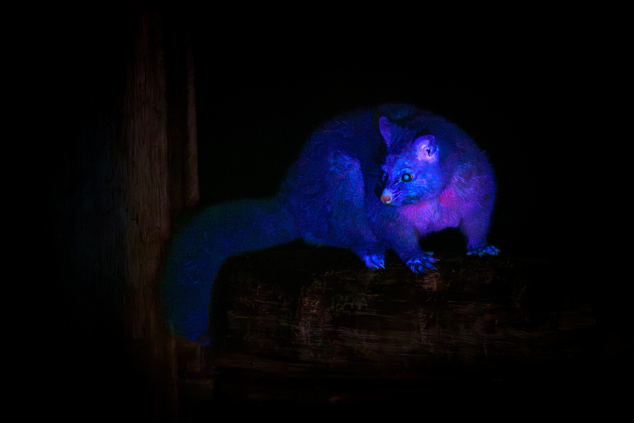 Brushtail Possum I