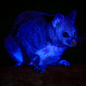 Brushtail Possum II