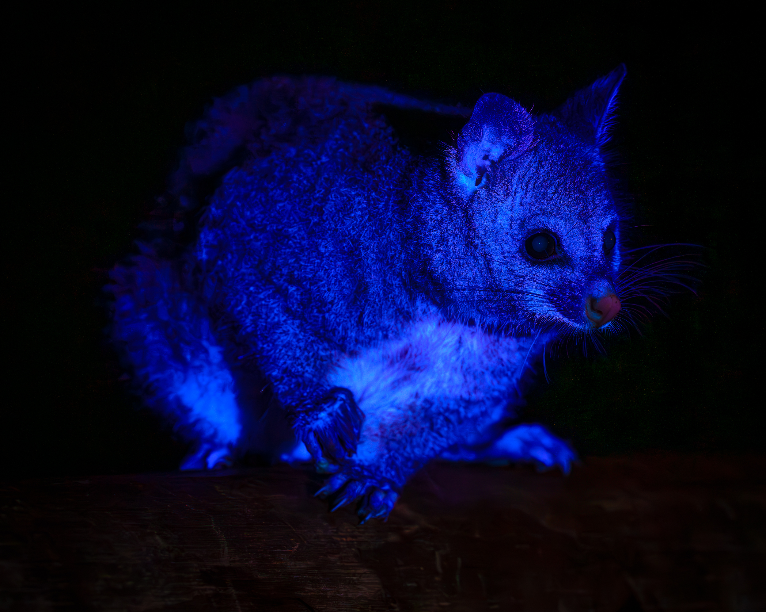 Brushtail Possum Ii
