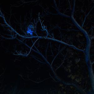 Brushtail Possum III
