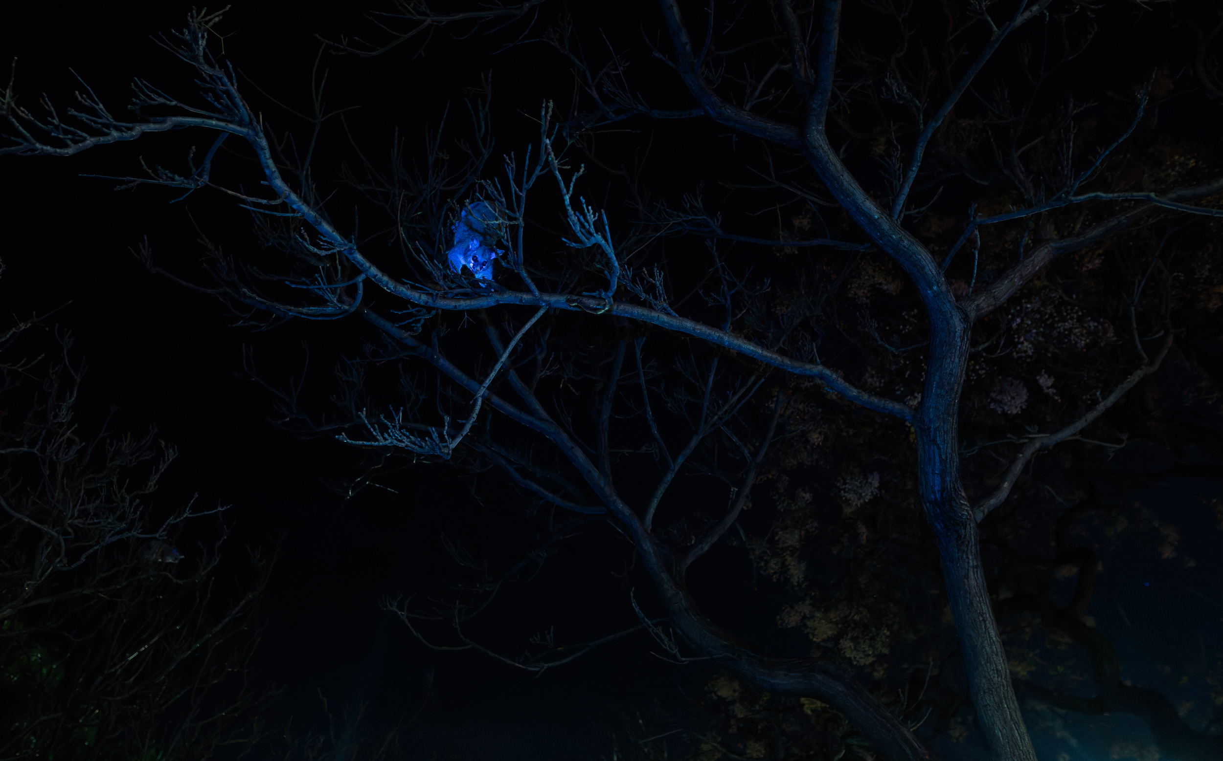 Brushtail Possum Iii