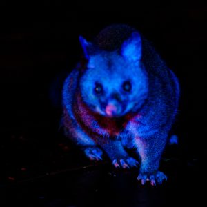Brushtail Possum IV