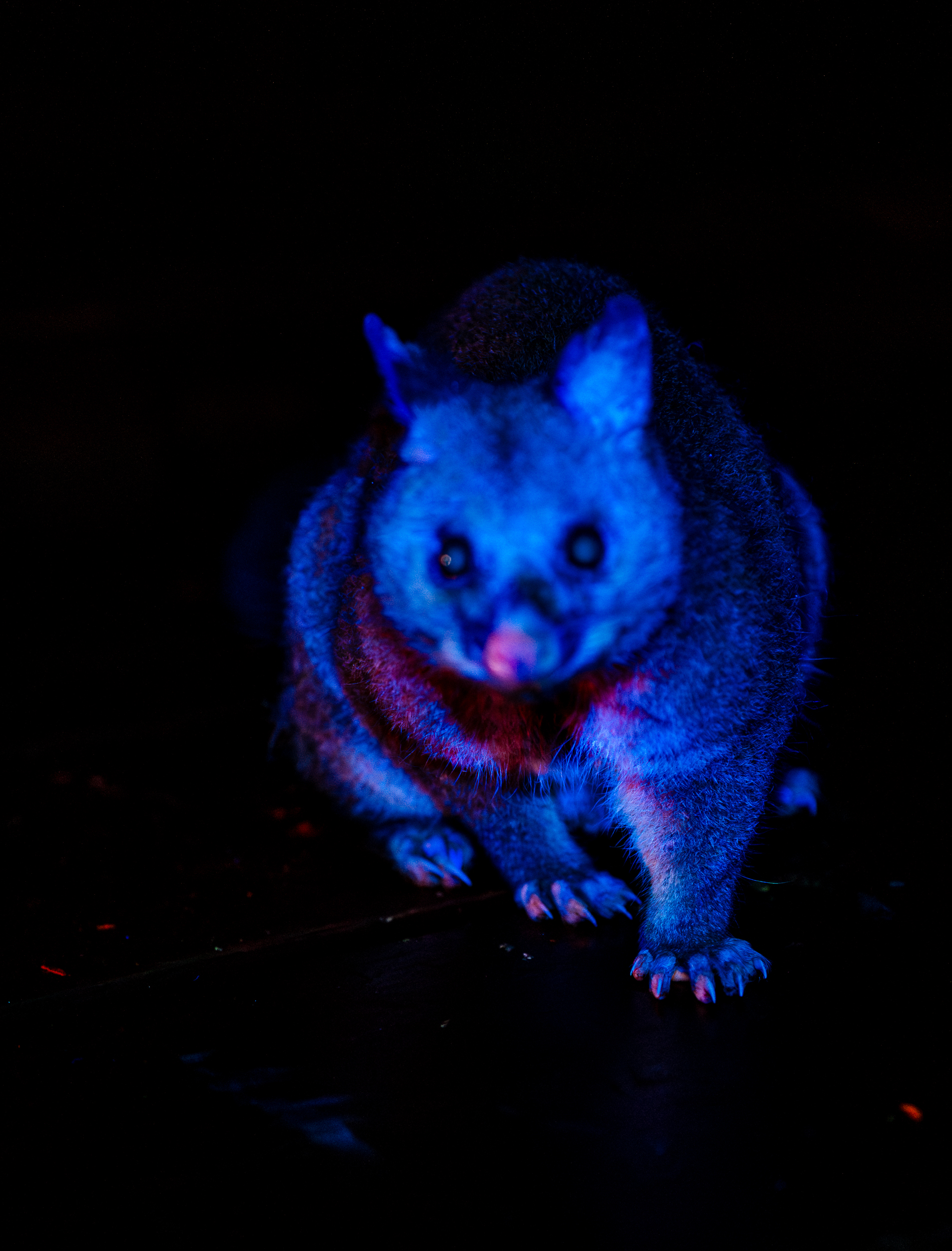 Brushtail Possum Iv