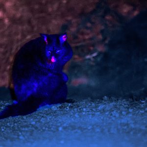 Brushtail Possum Under Visible Light