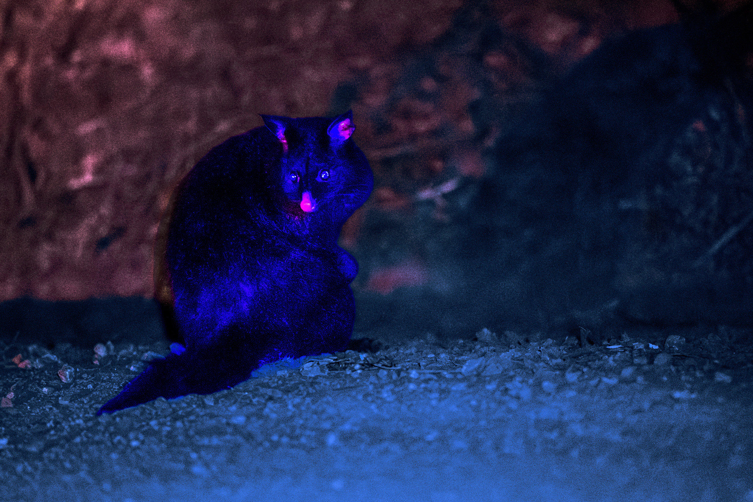 Brushtail Possum Under Visible Light