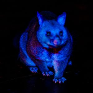 Brushtail Possum V