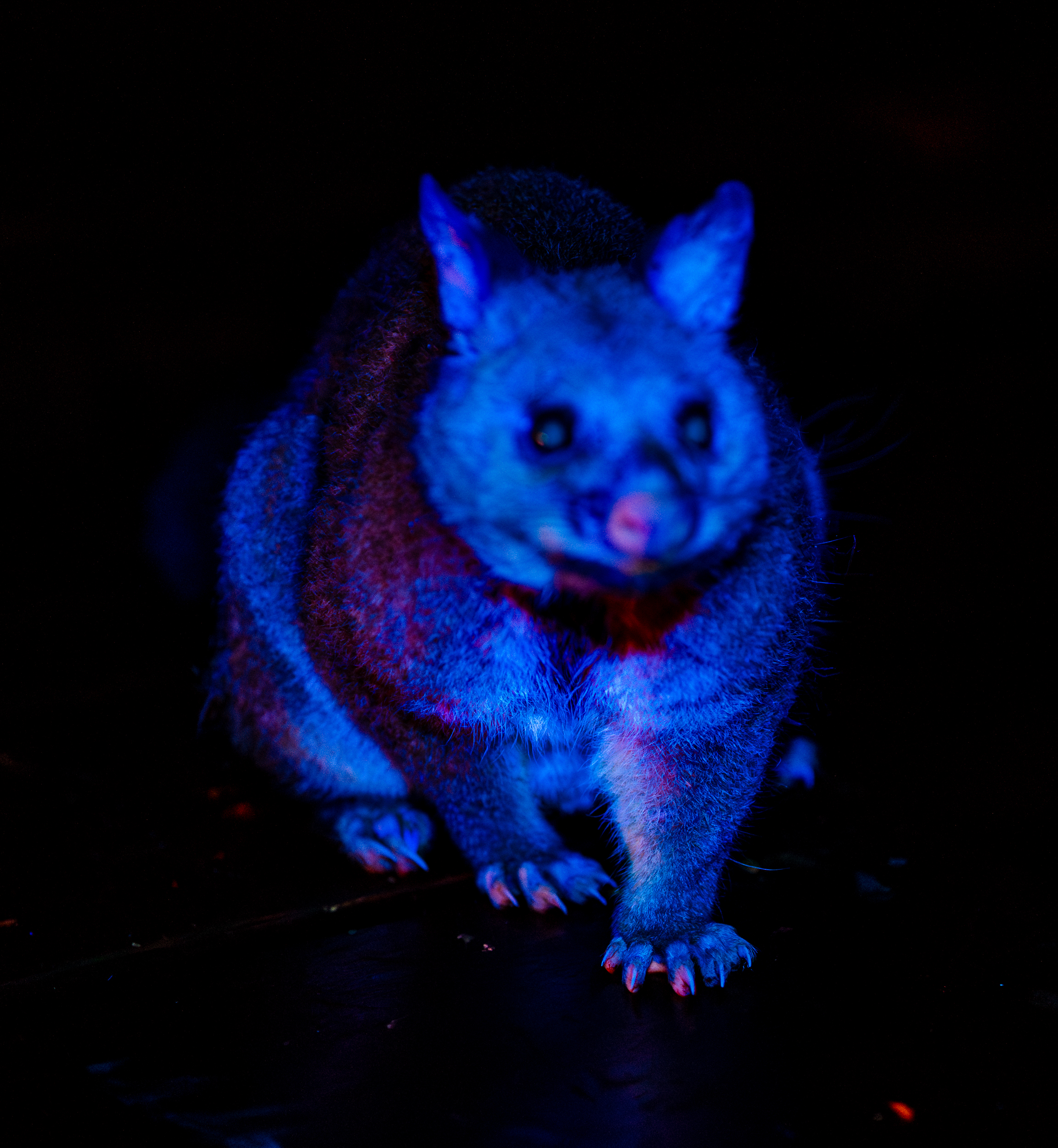 Brushtail Possum V