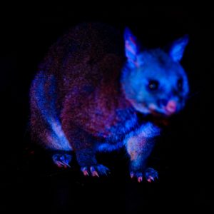 Brushtail Possum Vi