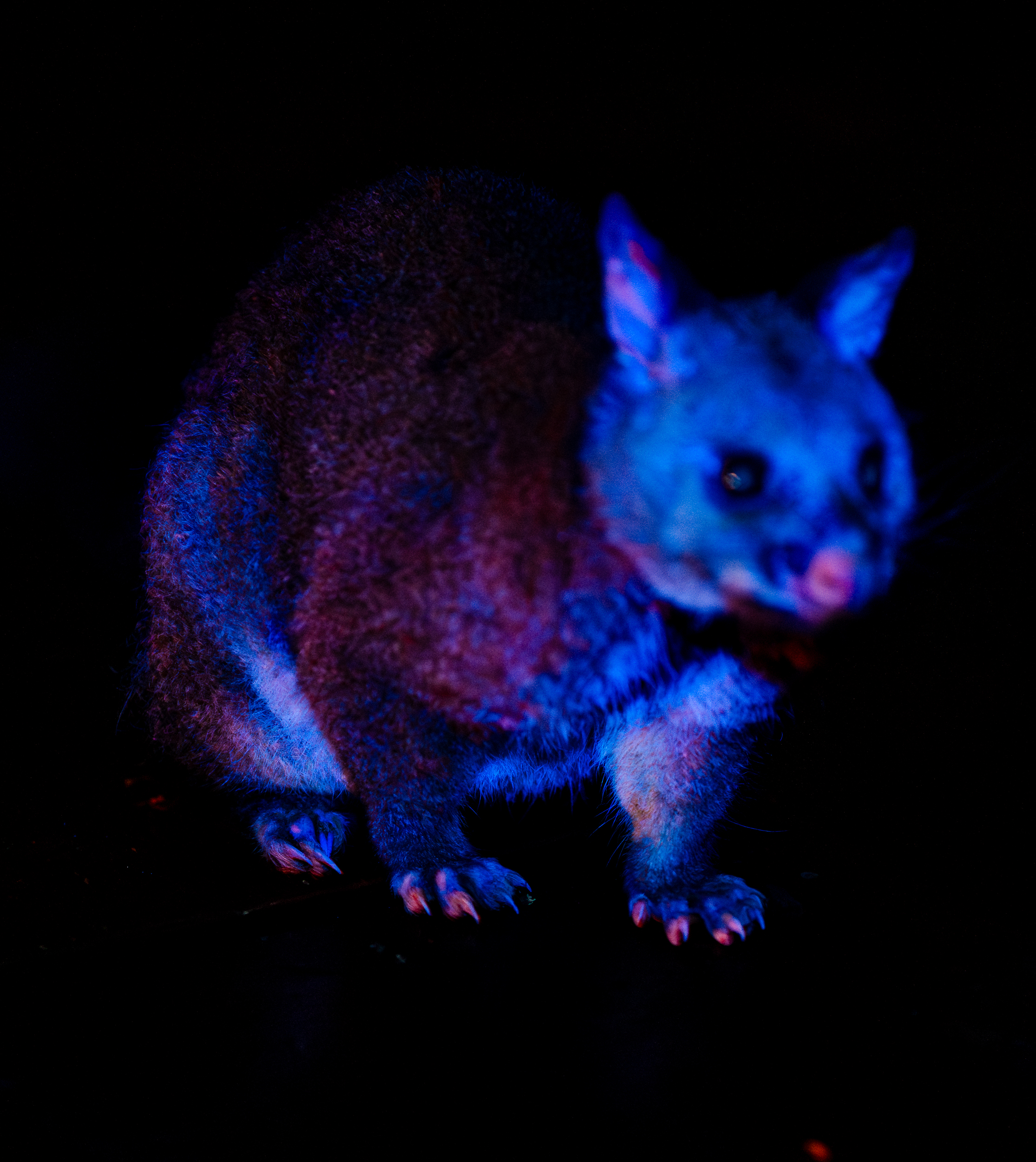 Brushtail Possum Vi