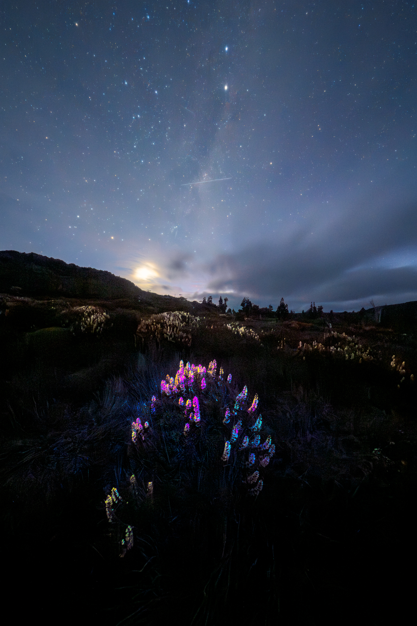 Celestial Bouquet
