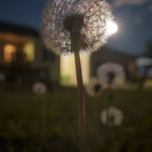 Dandelion Eclipsing Full Moon