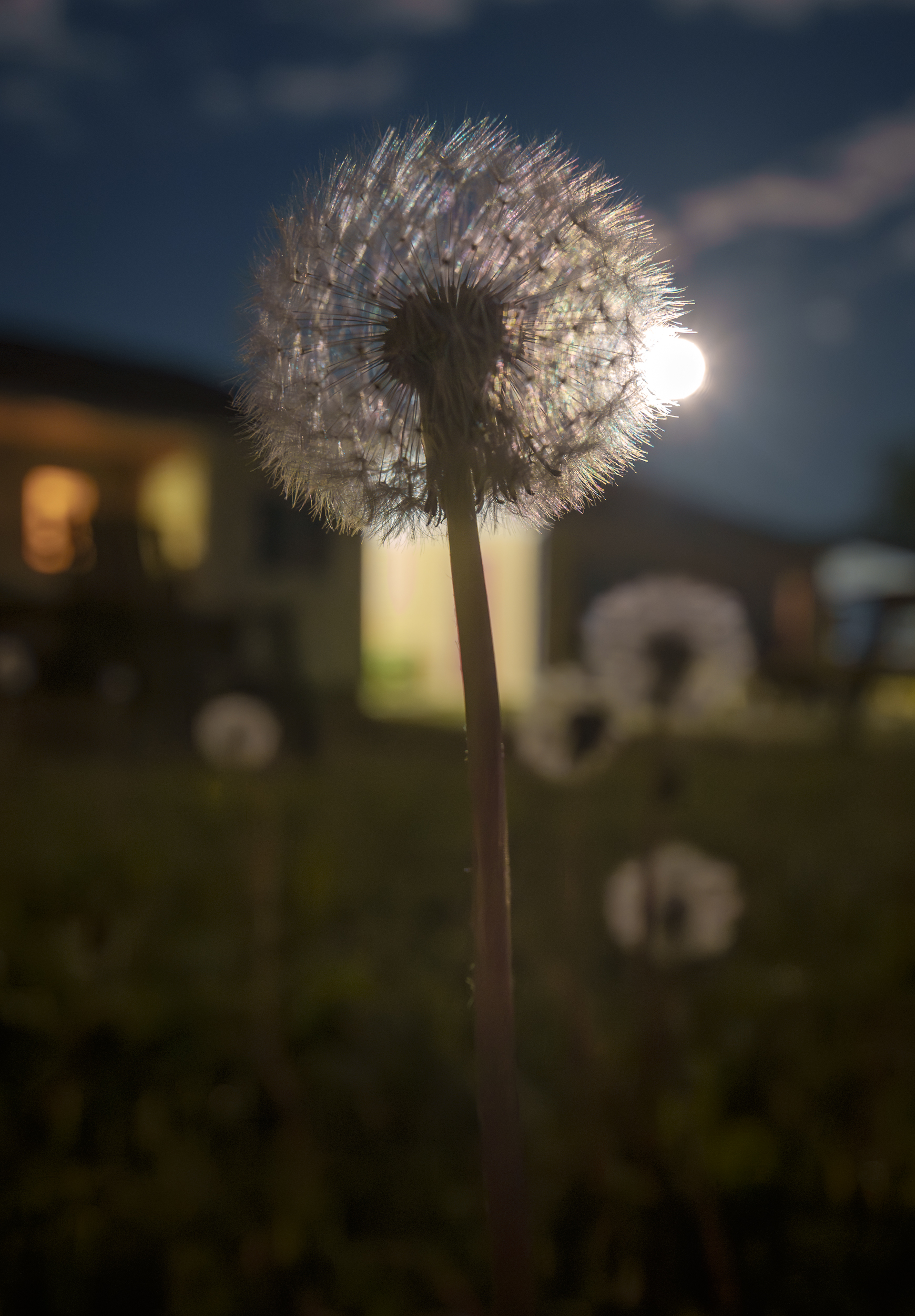 Dandelion Eclipsing Full Moon