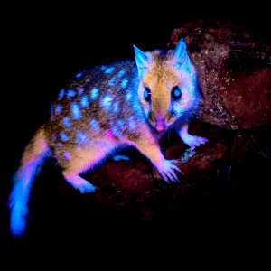 Eastern Quoll