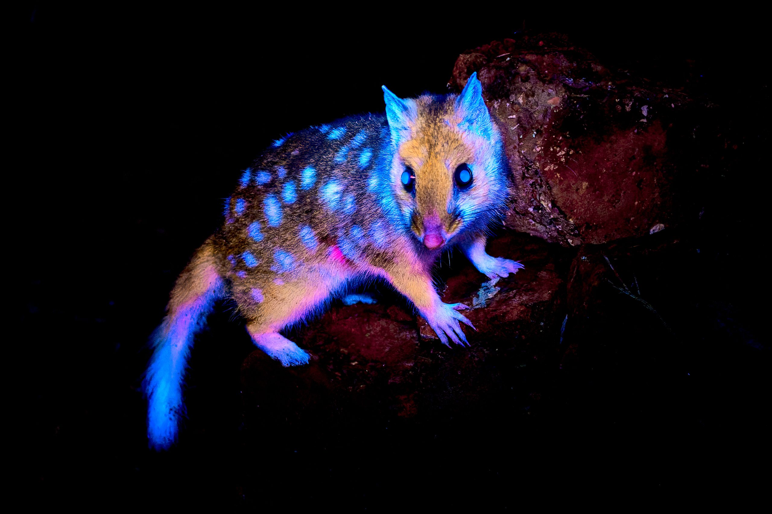 Eastern Quoll
