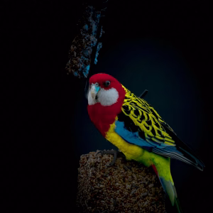 Eastern Rosella
