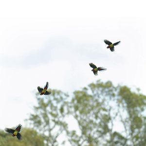 Follow the Leader