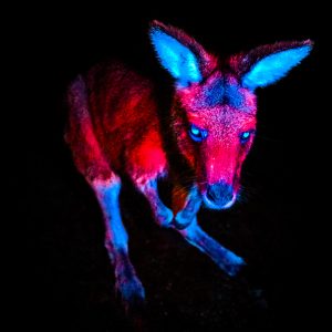 Forester Kangaroo