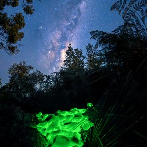 Galactic Ghost