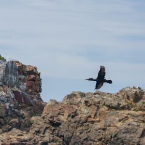 Great Cormorant