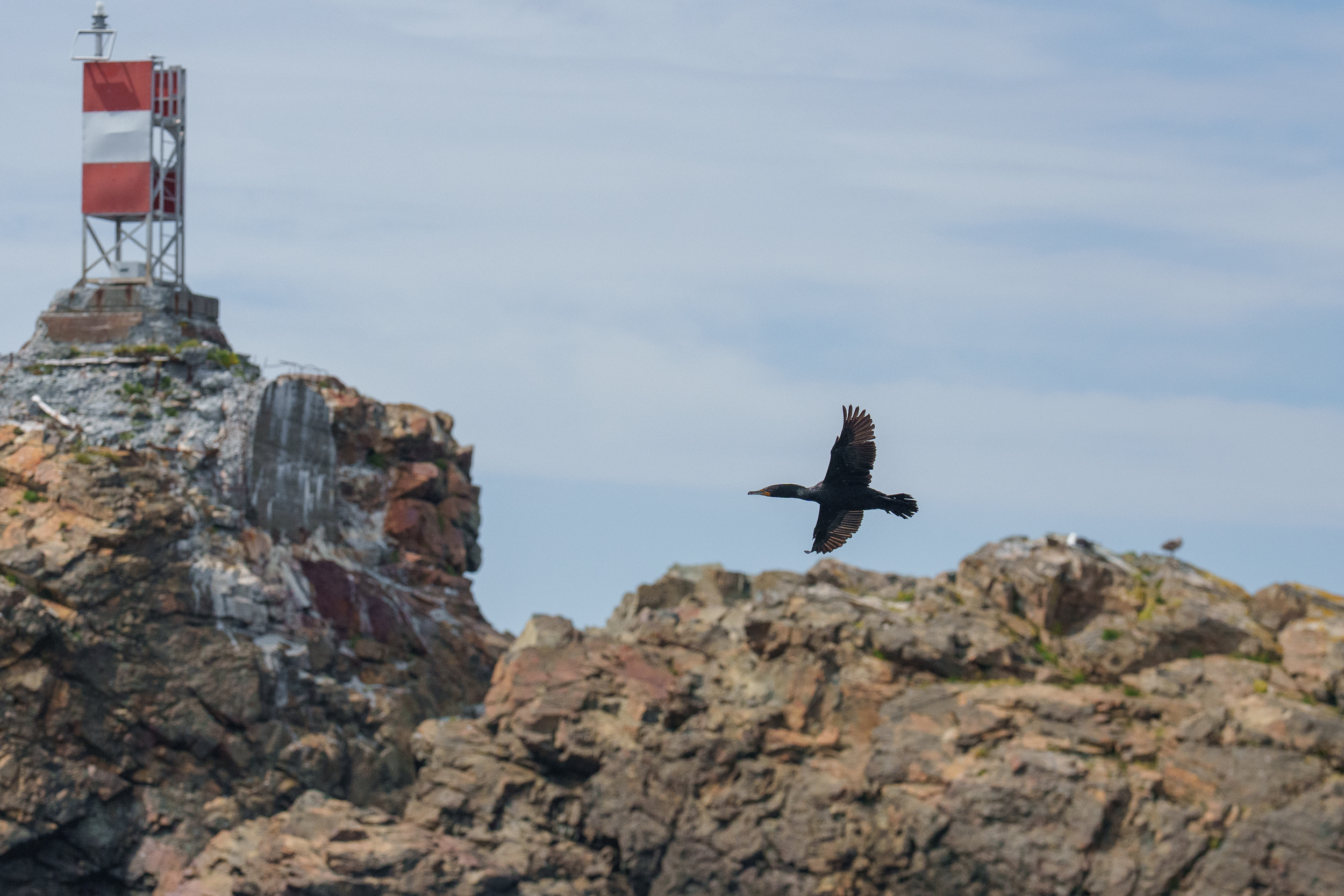 Great Cormorant