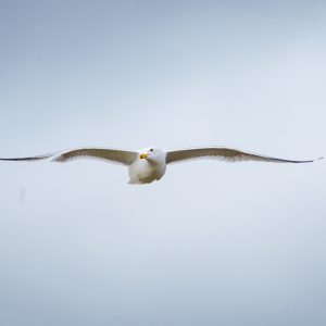 Herring Gull
