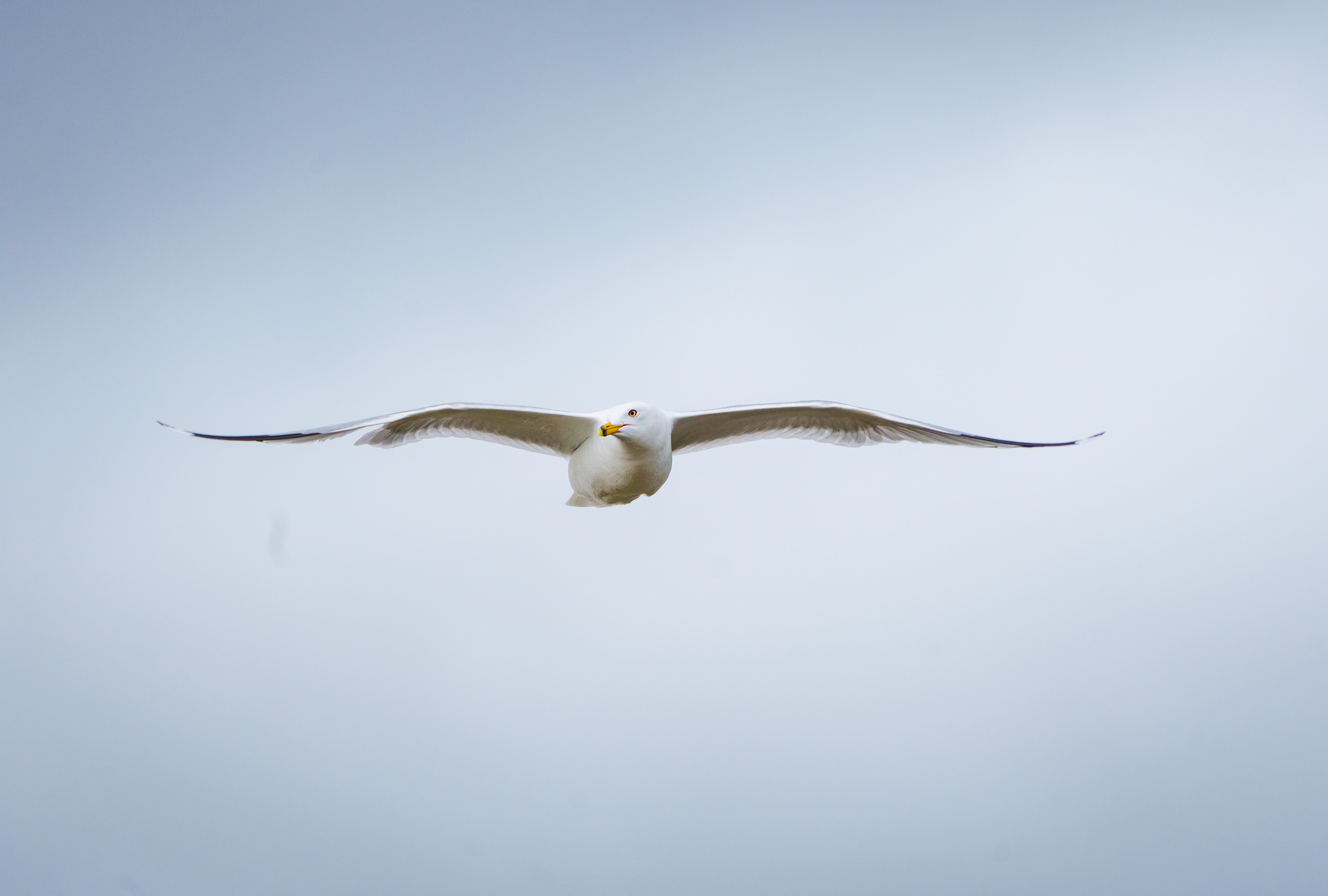 Herring Gull