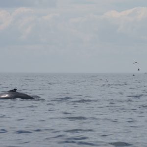 Humpback And Puffins