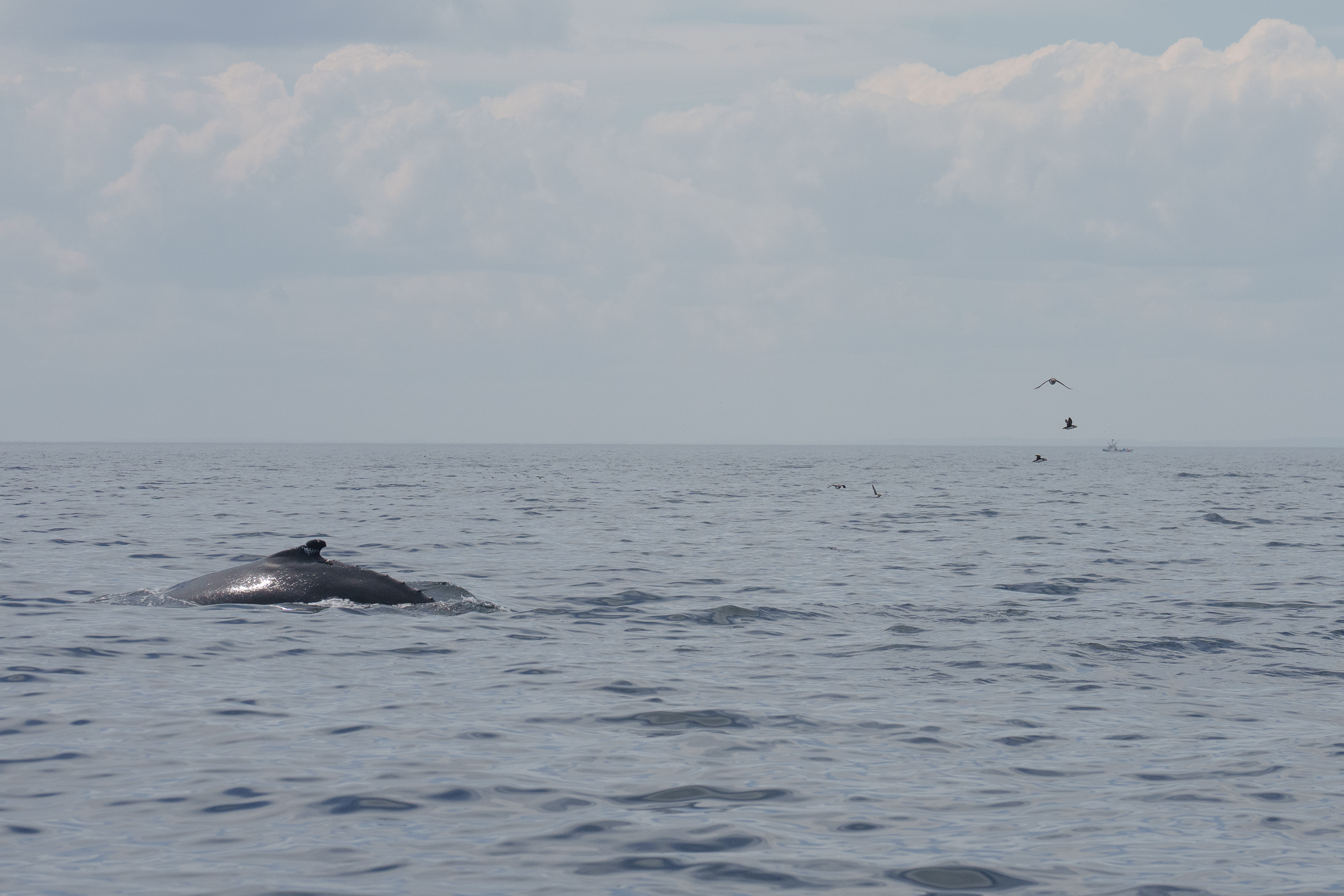Humpback And Puffins