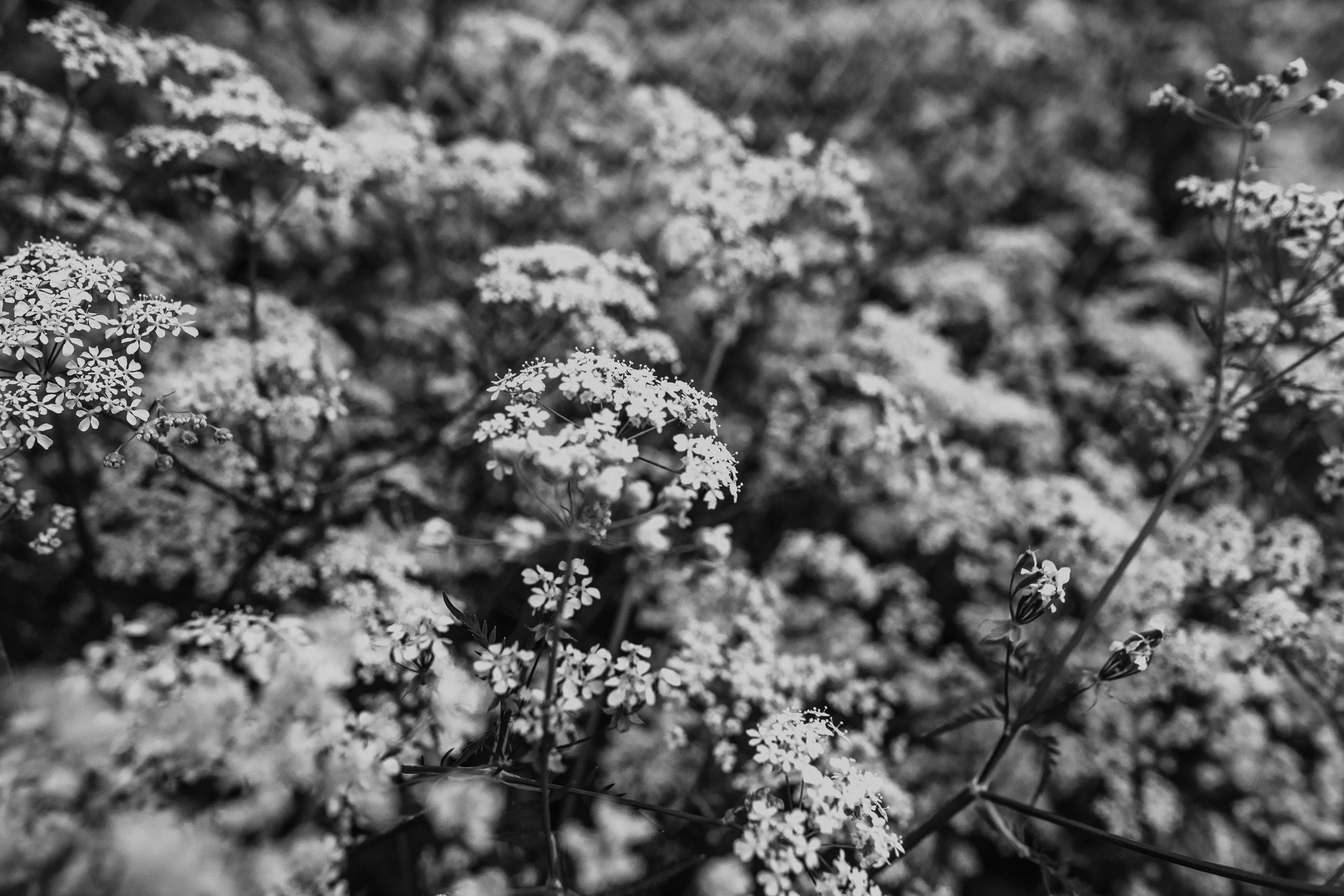 Labrador Tea Ir