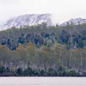 Narcassus
